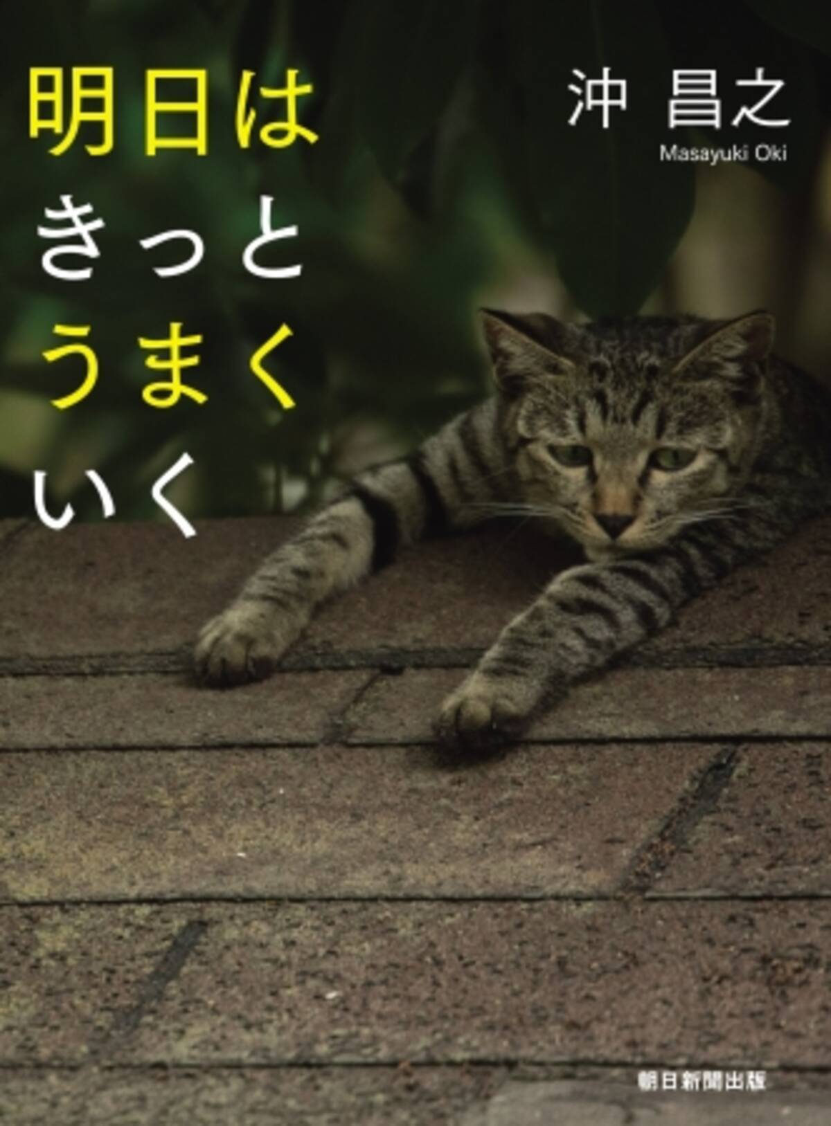 人気の猫写真家 沖昌之さん新刊写真集 明日はきっとうまくいく 発売 19年3月14日 エキサイトニュース