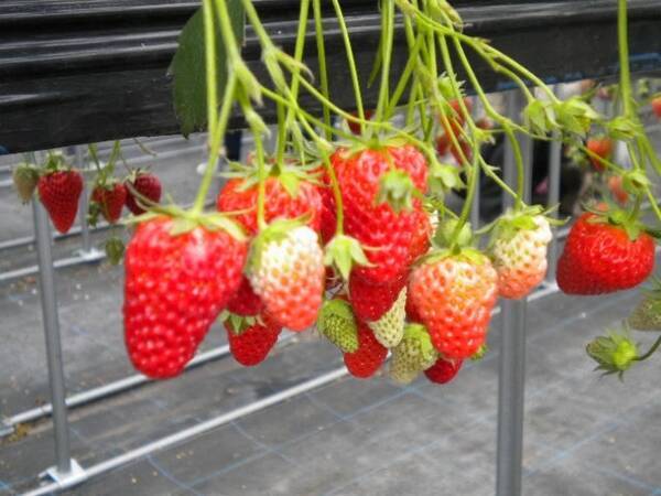 ｊａｆ滋賀 鹿深いちご園 でいちご狩りイベントを開催します 19年3月29日 エキサイトニュース