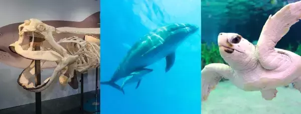 「「メガマウスザメ」・「イルカ」・「ウミガメ」飼育の裏側を鴨川シーワールド飼育員が特別レクチャー！「夏休み　海の生き物教室」を開催」の画像