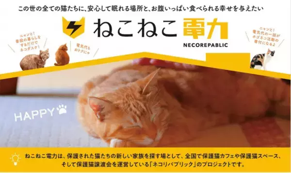 ”猫の幸せをみんなで照らす”！電気代の一部が保護猫のために活かされる、寄付付き新電力サービス「ねこねこ電力」誕生！「いつも通りの暮らし」のまま保護猫への支援が出来る、新しい猫助けサイクルがスタート！