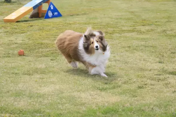 【ワンちゃんリゾート】体験宿泊キャンペーン開催中＜期間限定＞でワンちゃんが喜ぶリゾートがお試しいただけます