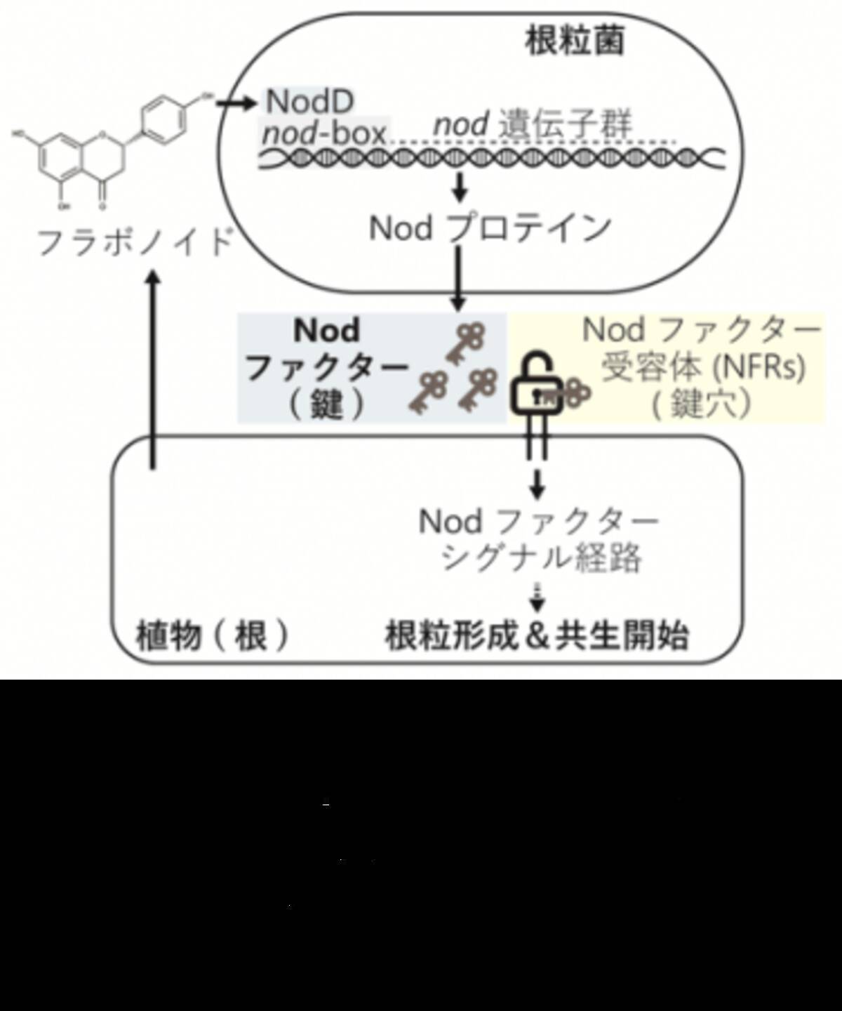 マメ科植物と共生する根粒菌の多様性を解明 持続可能な農業への応用に期待 19年7月27日 エキサイトニュース 5 6
