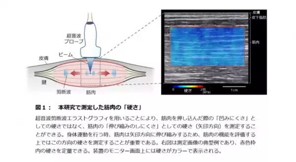 アスリートの「筋肉の硬さ」と「競技パフォーマンス」の関連性を明らかに