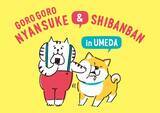 「マインドウェイブの人気キャラクターによる、西日本最大級POP UP STORE「ごろごろにゃんすけ＆しばんばん POP UP STORE in UMEDA」が梅田ロフトにて開催決定！」の画像1