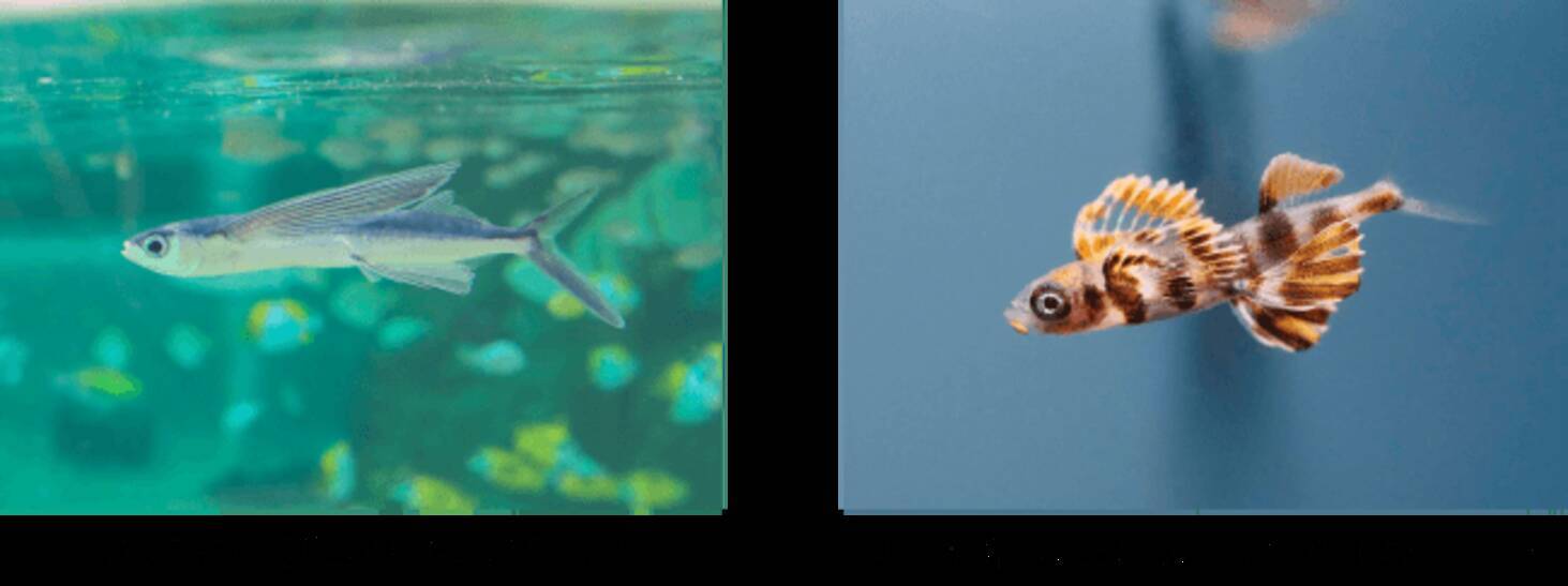 鴨川シーワールド トロピカルアイランド にて夏の魚 トビウオの展示 開始 人工授精でふ化した稚魚も展示中 19年8月6日 エキサイトニュース