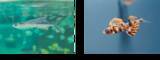 「鴨川シーワールド「トロピカルアイランド」にて夏の魚「トビウオの展示」開始 人工授精でふ化した稚魚も展示中」の画像1