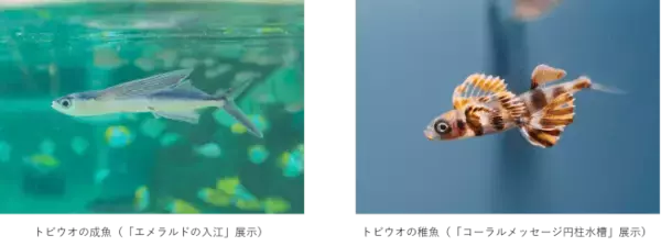 「鴨川シーワールド「トロピカルアイランド」にて夏の魚「トビウオの展示」開始 人工授精でふ化した稚魚も展示中」の画像