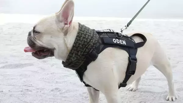 「【Kiloniner】米国獣医師とコラボ開発。デザインも機能もクール！「クーリングシュマグ」、8月6日(火)より公式オンラインショップにて予約販売開始」の画像