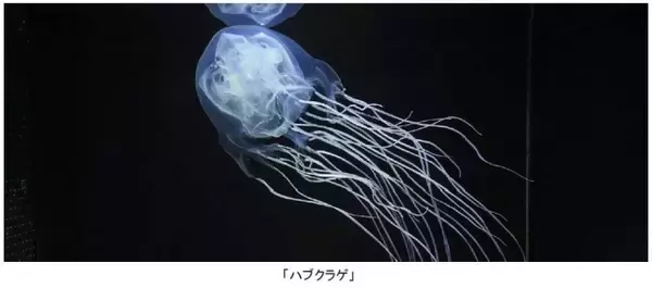 涼しげな見た目と裏腹の“猛毒”が特徴！猛毒を持つクラゲ「ハブクラゲ」を展示開始