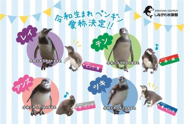 令和生まれの赤ちゃんペンギン 4羽の愛称が決定 オリジナルポストカードをプレゼント 19年9月5日 エキサイトニュース