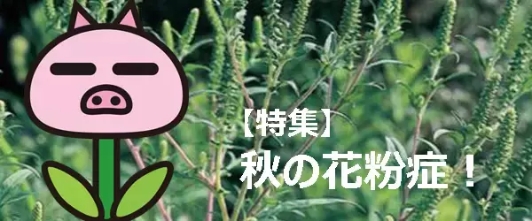 【秋の花粉症特集】ブタクサなどの花粉飛散情報やポイントキャンペーンをスタート！