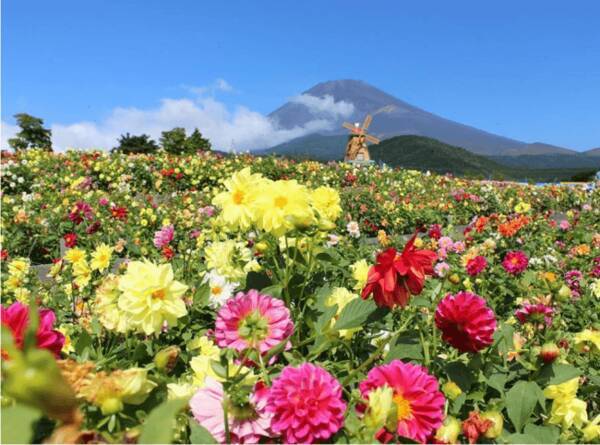 今が見ごろ 遊園地ぐりんぱ シルバニアビレッジ フラワーフェスタ に咲く3万株のダリアと季節の花々 19年9月10日 エキサイトニュース