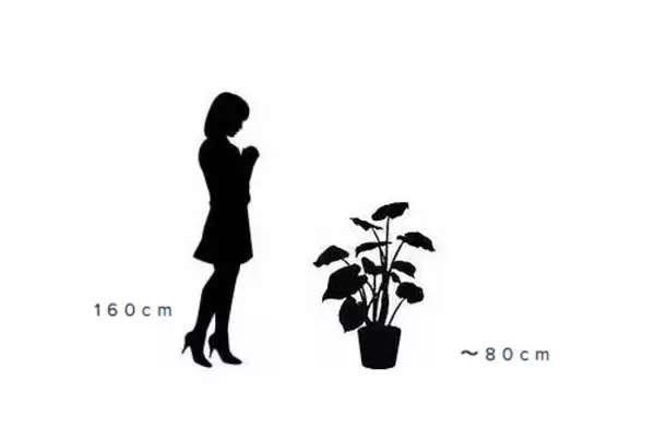 【ありそうでなかった！？】観葉植物のサブスク。小規模事業者・個人に特化した「regreen」の事前登録を開始