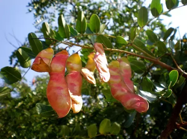 「発明名【毛髪色素増強剤】主要成分タラタンニンの有効性に関する特許が成立・権利化されました【SUNA　BIOSHOT】」の画像