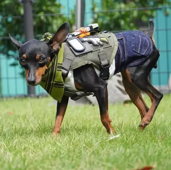 「【Kiloniner】ハーネス装着で小さなミニピンも米軍特殊部隊に！本格ミリタリーペットギアブランドKiloniner、11月17日(日)開催の『ピンフェス2019』に出店決定」の画像