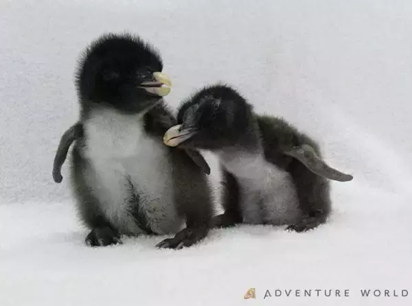 キタイワトビペンギンの赤ちゃんが２羽誕生しました！