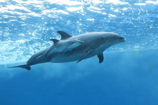 横浜 八景島シーパラダイス バンドウイルカの赤ちゃん １１月８日 金 誕生 19年11月11日 エキサイトニュース