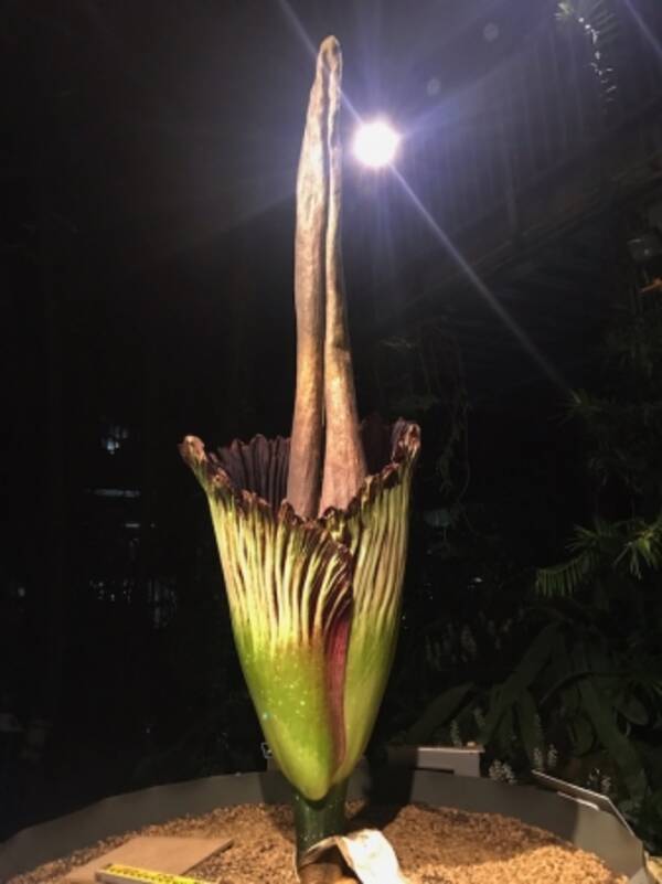 国立科学博物館 筑波実験植物園 世界で最も大きな 花 のひとつ ショクダイオオコンニャクが開花しました 開館時間を延長します 年1月日 エキサイトニュース