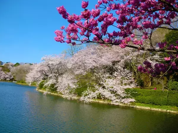2月中旬より早咲きのサクラが開花見込み！サクラの名所で無料のクイズラリー＆観察会を開催（神奈川県立三ツ池公園）