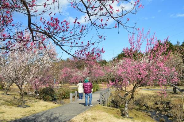 関東最多級の ウメの花 が見頃 入園無料で楽しめる 約0品種480本の渓流の梅園 小田原フラワーガーデン 年2月14日 エキサイトニュース