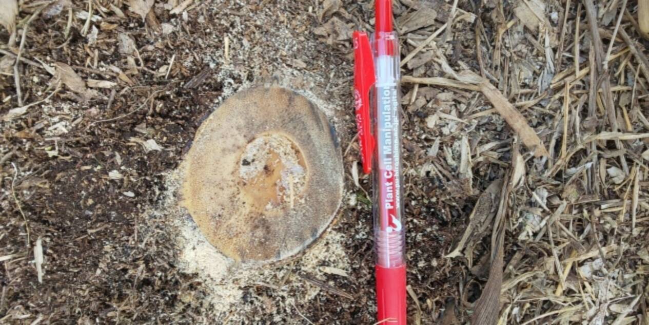 放置竹林 対策で地下茎を根絶やしに 薬剤を利用した昨秋の実験 安芸高田市で3月4日に公開評価 5か月の成果を確認 年2月21日 エキサイトニュース 2 3 放置竹林 対策で地下茎を根絶やしに 薬剤を利用した昨秋の実験 安芸高田市で3月4日に公開評価 5か月の成果を確認 年2月21日 エキサイトニュース 2 3