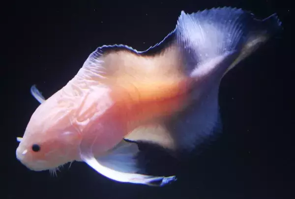北海道知床で発見！　深海を舞う新種の魚「オトヒメコンニャクウオ」公表のお知らせ
