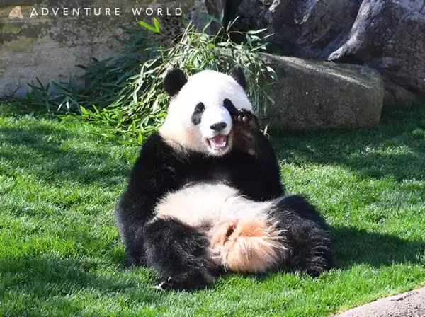 「１歳のジャイアントパンダ「彩浜（さいひん）」へ健やかな成長を願って、ひなまつりのプレゼントを贈ります！２０２０年３月３日（火）」の画像