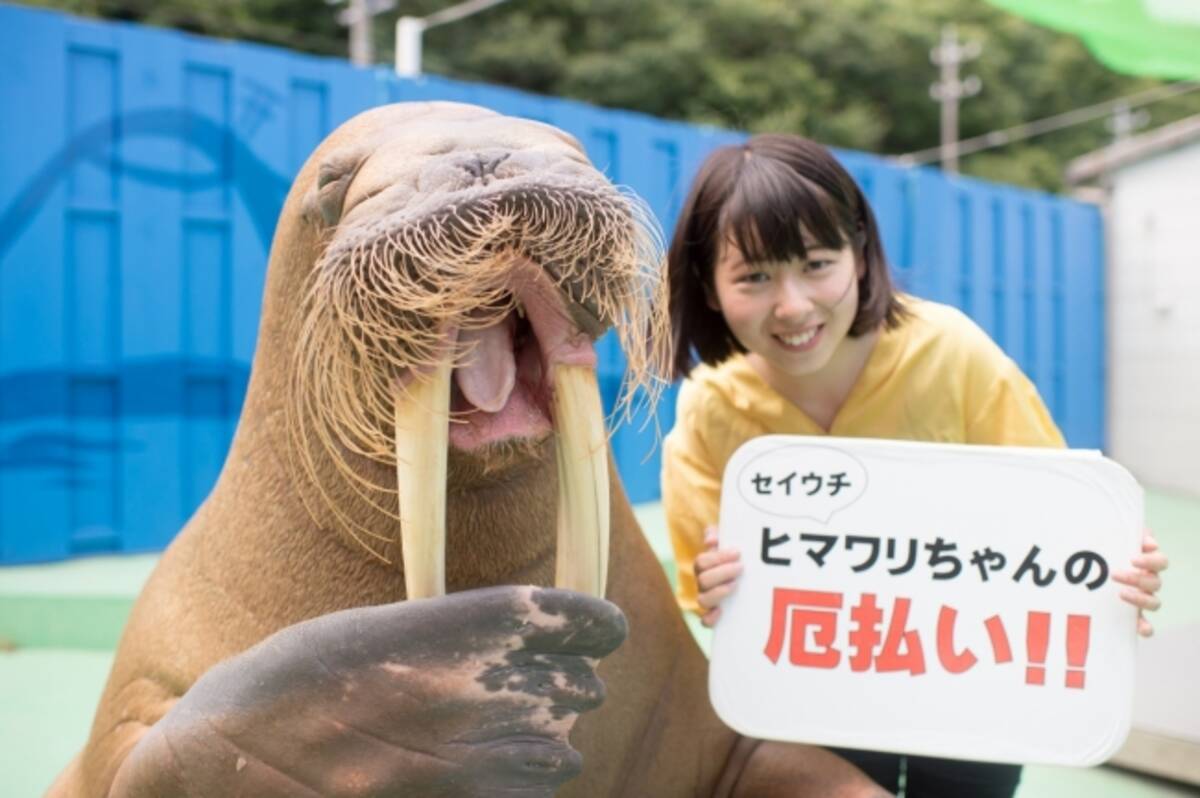 おかえりヒマワリちゃん 令和2年 3月25日 水 伊勢シーパラダイスの人気者セイウチのヒマワリちゃんが伊勢シーパラダイスへ帰って来ます 年3月23日 エキサイトニュース