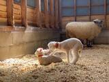 「5年ぶりに羊が出産！とてもキュートな7匹の子羊たちが誕生しました（堺・緑のミュージアム　ハーベストの丘）」の画像1