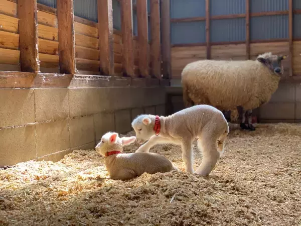 「5年ぶりに羊が出産！とてもキュートな7匹の子羊たちが誕生しました（堺・緑のミュージアム　ハーベストの丘）」の画像