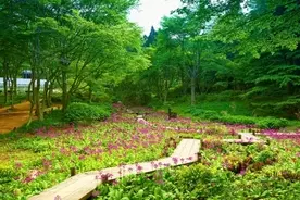 箱根園 樹齢約100年 芦ノ湖のほとりに雄大に咲く桜 年4月6日 エキサイトニュース