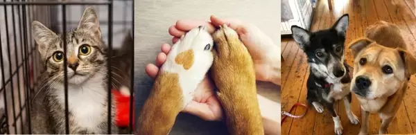 動物保護団体へマスク30,000枚を支援