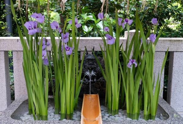 花のオウンドメディア 第一園芸の花毎 はなごと が 端午の節句 の花手水 はなちょうず をyoutubeで公開 年5月5日 エキサイトニュース