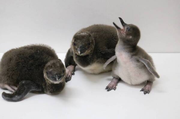 すみだ水族館 ８年連続ペンギンの赤ちゃんが仲間入り ３羽のマゼランペンギンの赤ちゃんが誕生 年5月12日 エキサイトニュース