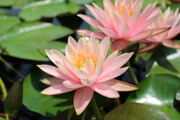 本日より営業再開 色鮮やかに水面を彩る美しい花が見頃に スイレン展 年6月9日 火 28日 日 開催 草津市立水生植物公園みずの森 年6月2日 エキサイトニュース