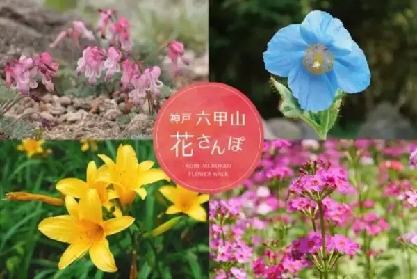 「今だから見られる六甲山の花々！ 「神戸 六甲山花さんぽ」 5月30日（土）から開催！」の画像