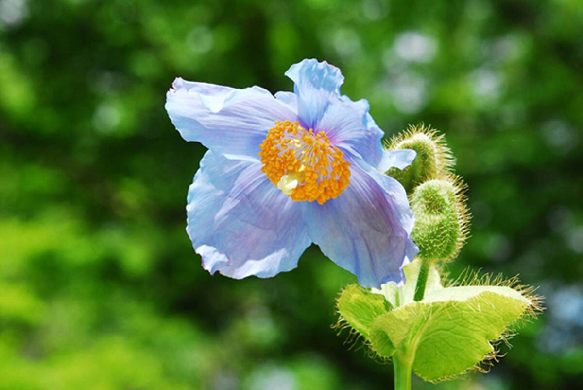 六甲高山植物園 秘境に咲く神秘の花 ヒマラヤの青いケシ が見頃を迎えました 年6月4日 エキサイトニュース