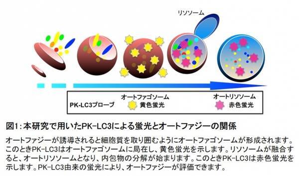 脳神経細胞内オートファジーを可視化する動物モデルを開発 2020年6月15日 エキサイトニュース