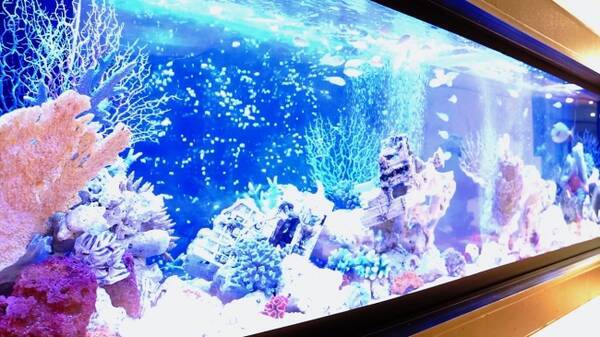 イオンモール木更津 内にオープンした カフェ型水族館 ジュエリーアクアリウム 地元の保育園 園児30名を招いた見学会を開催 6月30日 10 30 年6月22日 エキサイトニュース