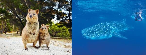 世界一幸せな動物 クオッカが大人気 西オーストラリアの野生動物や海洋生物たちとの特別な出会い 年6月24日 エキサイトニュース