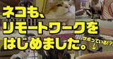 「猫も、新しい働き方をしにゃいと！保護猫カフェ「ネコリパブリック」がネコの“リモートワーク”「Remote Cats」をスタート。リモートワーク第１弾は、健康診断できる猫砂「しぐにゃる」」の画像1