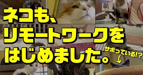 猫も、新しい働き方をしにゃいと！保護猫カフェ「ネコリパブリック」がネコの“リモートワーク”「Remote Cats」をスタート。リモートワーク第１弾は、健康診断できる猫砂「しぐにゃる」
