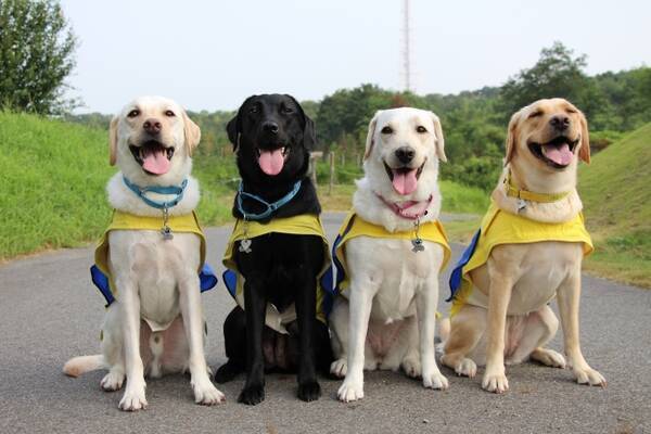 介助犬事業について学ぶ研修生について知ろう Web 日本介助犬協会 年7月9日 エキサイトニュース