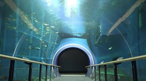 勉強や作業のお供にぴったりな癒し動画を博物館からお届け琵琶湖博物館が動画 トンネル水槽をゆったり泳ぐ魚たち を公開 年7月15日 エキサイトニュース