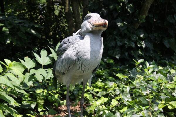 世界最高齢のハシビロコウ ビル 死亡 伊豆シャボテン動物公園 年8月6日 エキサイトニュース