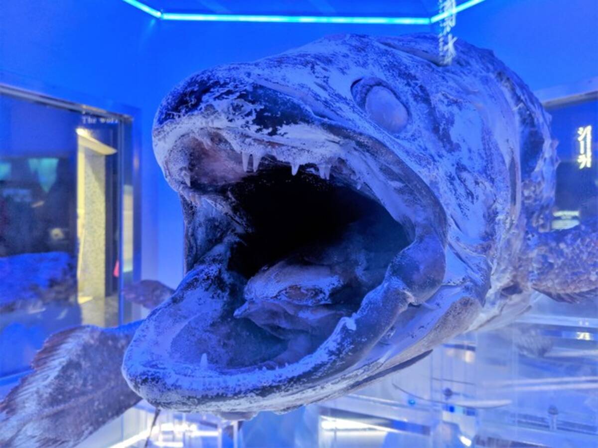 トリップアドバイザー 旅好きが選ぶ 日本人に人気の動物園 水族館ランキング を発表 年8月日 エキサイトニュース