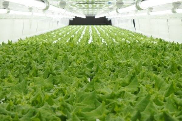 植物工場で栽培された安全・安心な野菜の普及に向けて協業～ファミリーマート商品への導入を拡大、全国約16,000店規模で展開、商品の共同開発も実施～