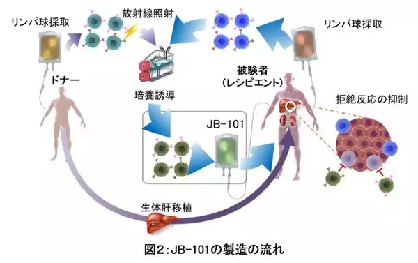 免疫抑制剤の要らない肝移植を普及させるための医師主導治験を開始