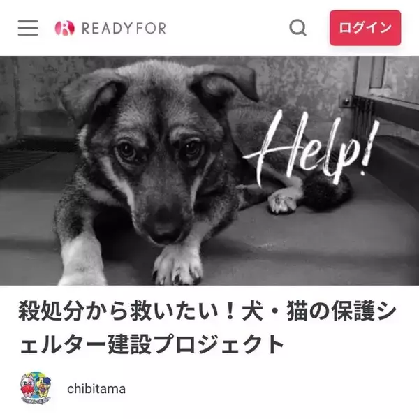 殺処分から救いたい！犬・猫の保護シェルター建設プロジェクトにご協力をお願いいたします
