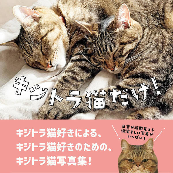 キジトラ猫好きによる キジトラ猫好きのための キジトラ猫写真集が発売 年9月23日 エキサイトニュース